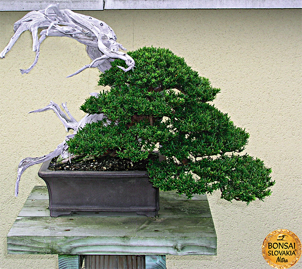 GINKGO BONSAI CENTER