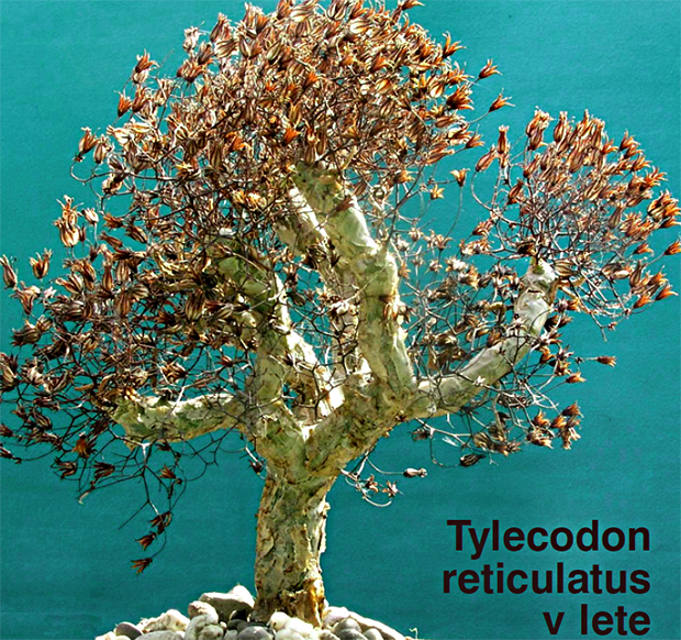 TYLEKODONY