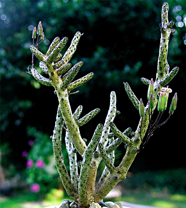 TYLEKODONY