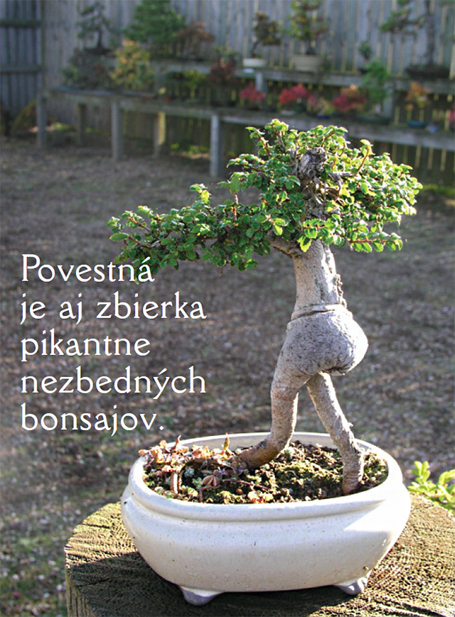 bonsai