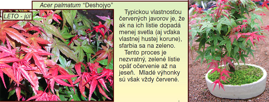 O DUŠI JAVOROV