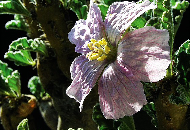 SUKULENTNÉ BONSAJE - IV. časť - Trichodiadémy, Pelargonie a Sarkokaulony