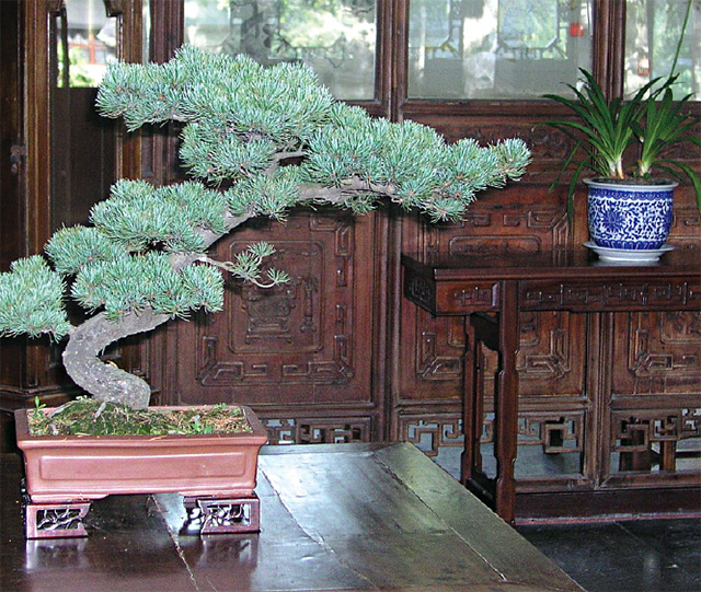 bonsai