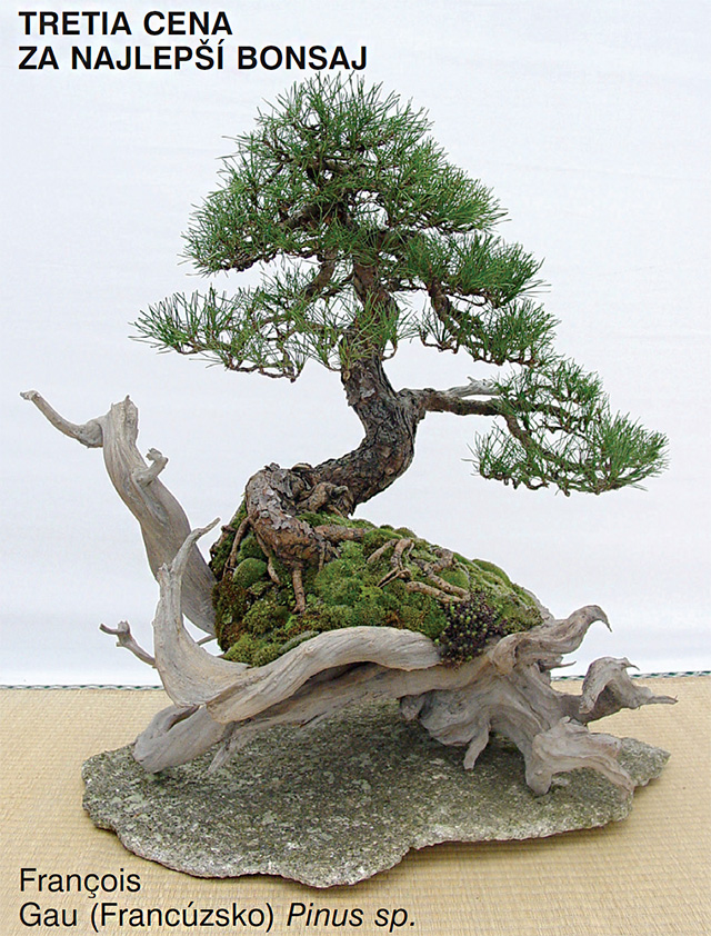 bonsai