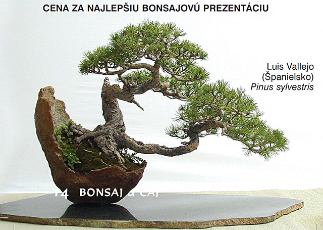 bonsai