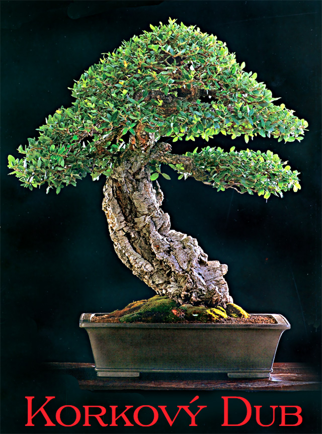 KORKOVÝ DUB - BONSAI