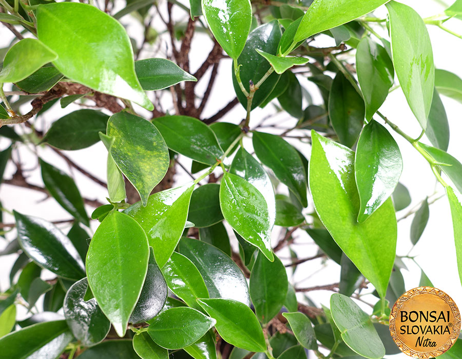 Ficus retusa 50 cm