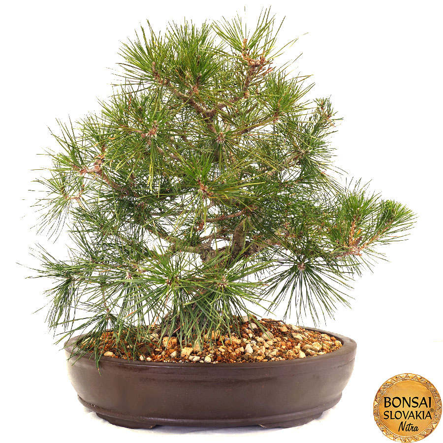 Borovica čierna - Pinus nigra 60 cm