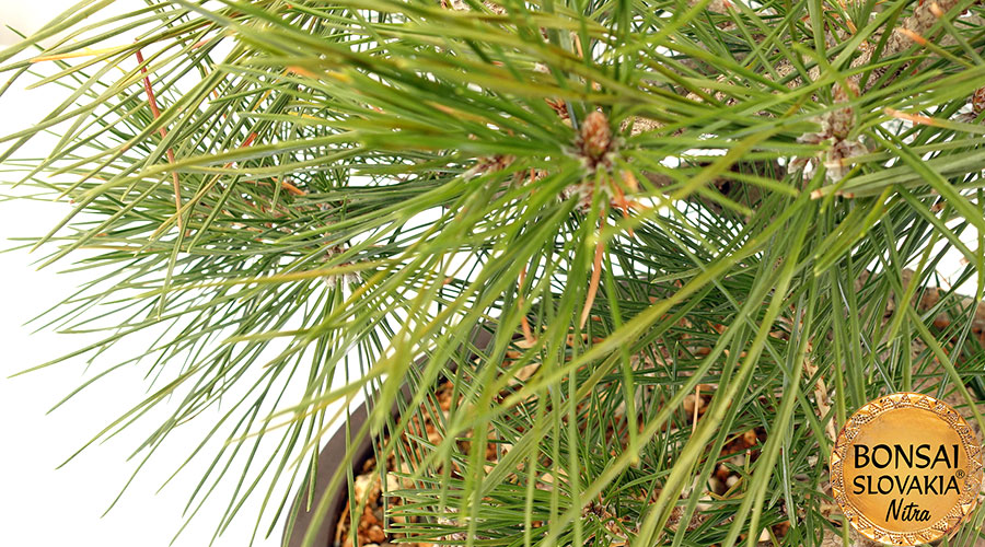 Borovica čierna - Pinus nigra 60 cm