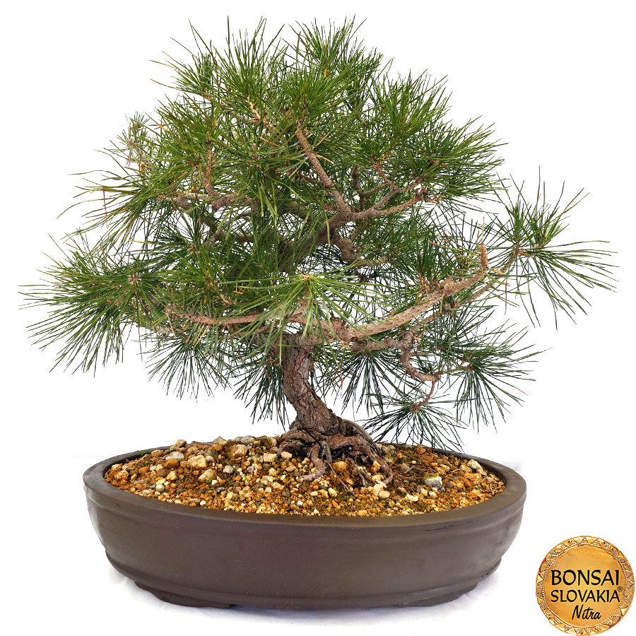 Borovica čierna - Pinus nigra 60 cm