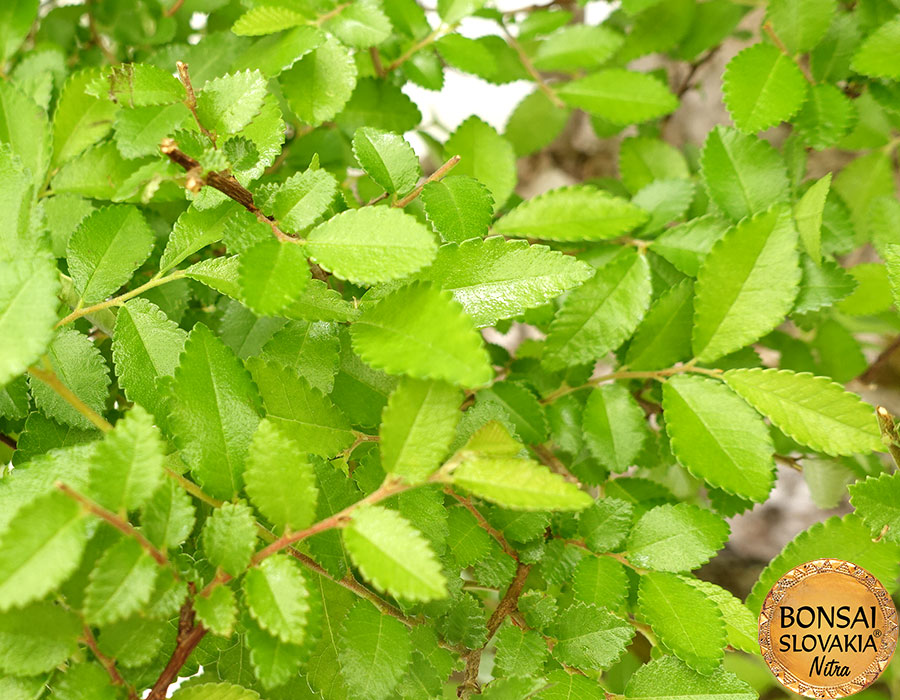 Ulmus parvifolia 96 cm