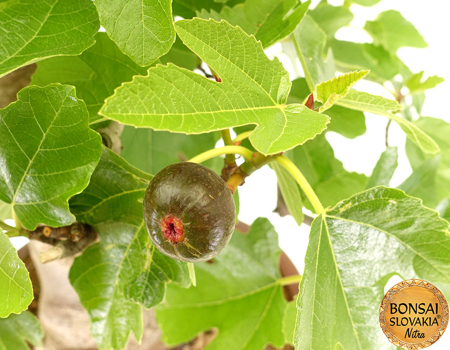 Ficus carica - 80 cm