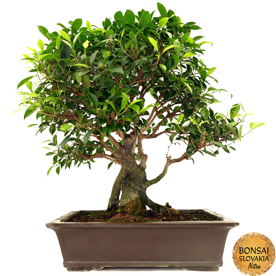 Ficus retusa  70 cm