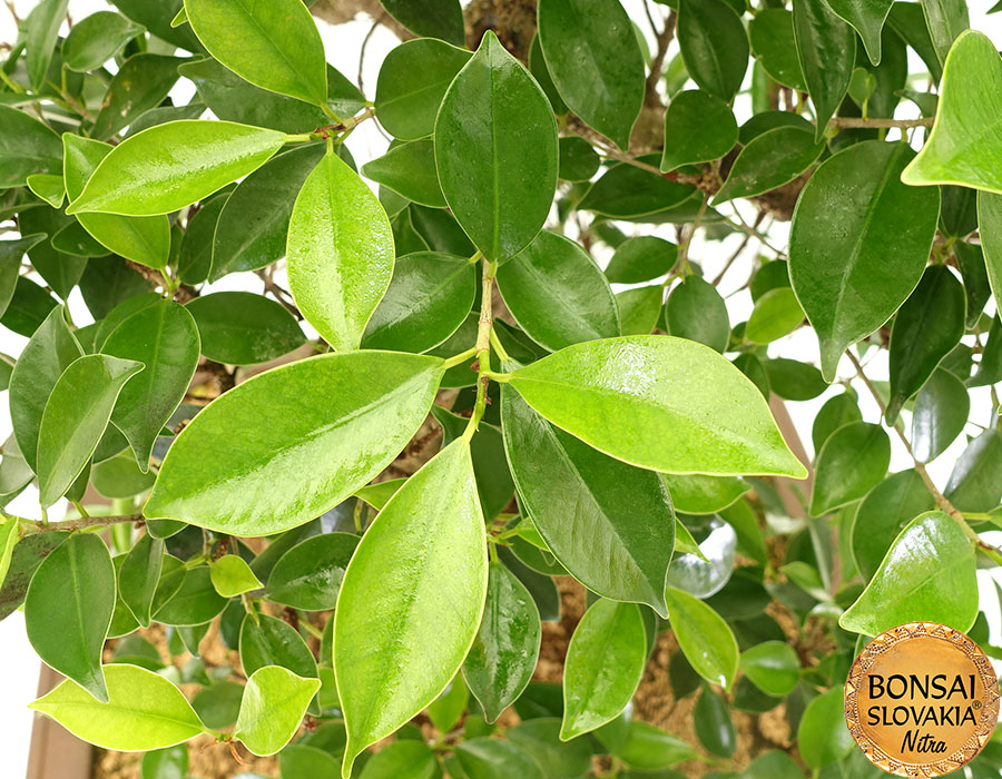 Ficus retusa  70 cm