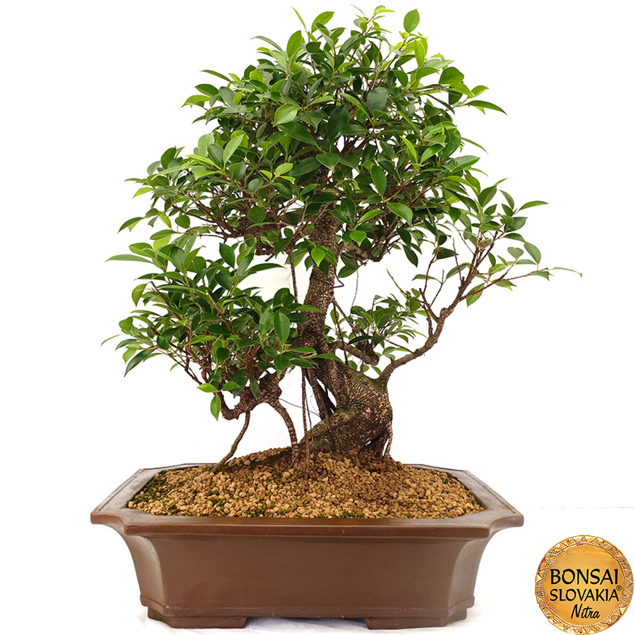 Ficus retusa 77 cm