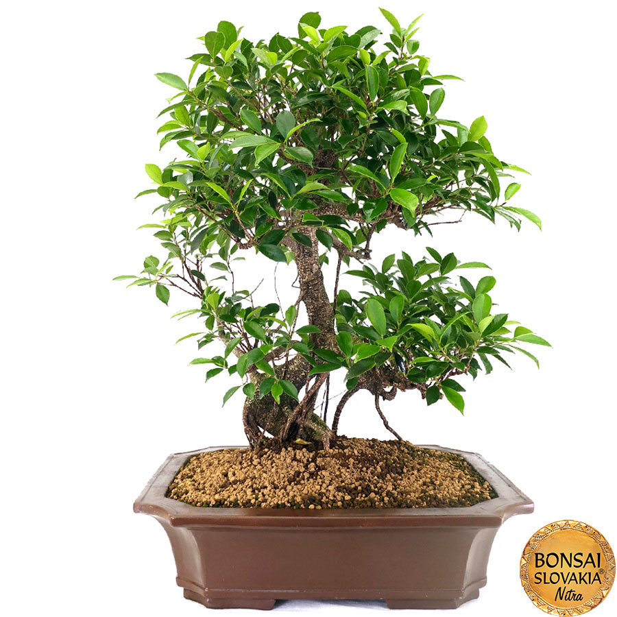 Ficus retusa 77 cm