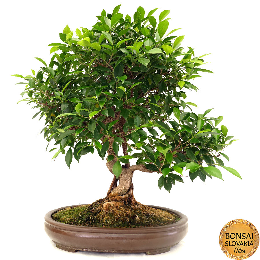 Ficus retusa cca 80 cm