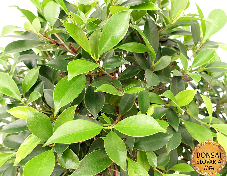 Ficus retusa cca 80 cm