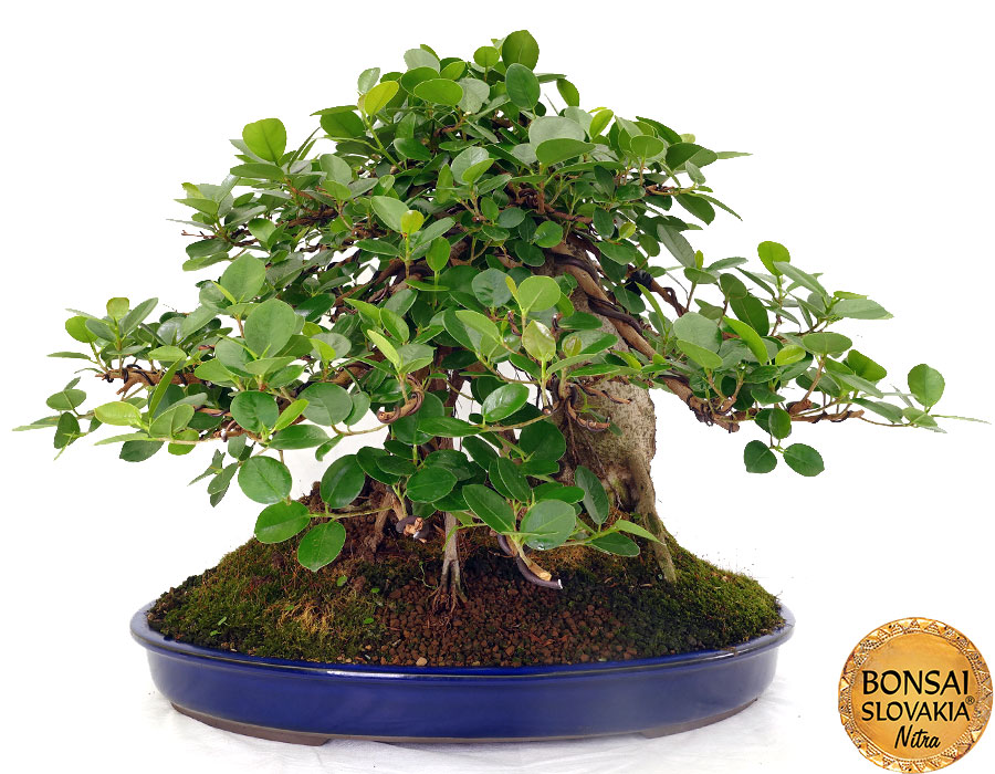 Ficus retusa - Panda cca 60 cm