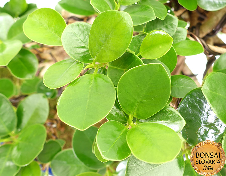 Ficus retusa - Panda cca 60 cm