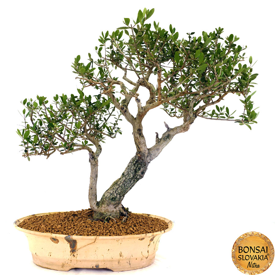 olea-europaea-68-cm