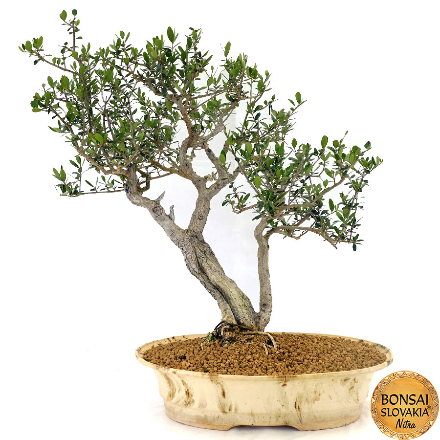 olea-europaea-68-cm