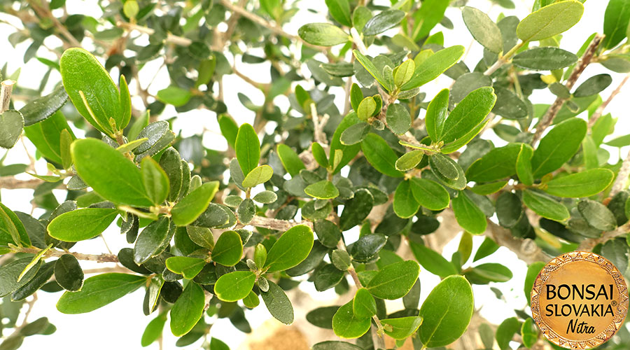 olea-europaea-68-cm