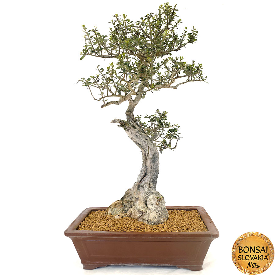 Olea europaea - 80 cm