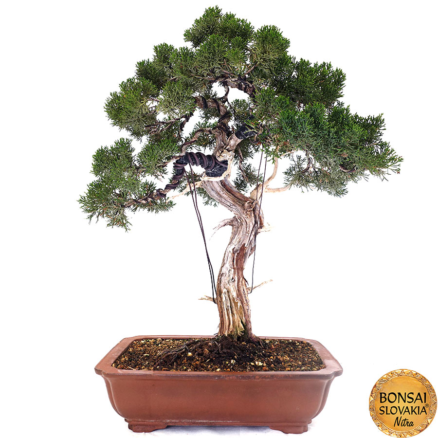 Juniperus chinensis cca 75 cm