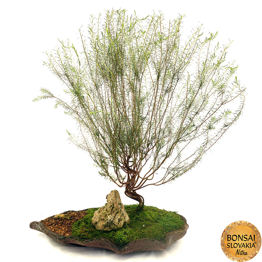 Coleonema 63 cm
