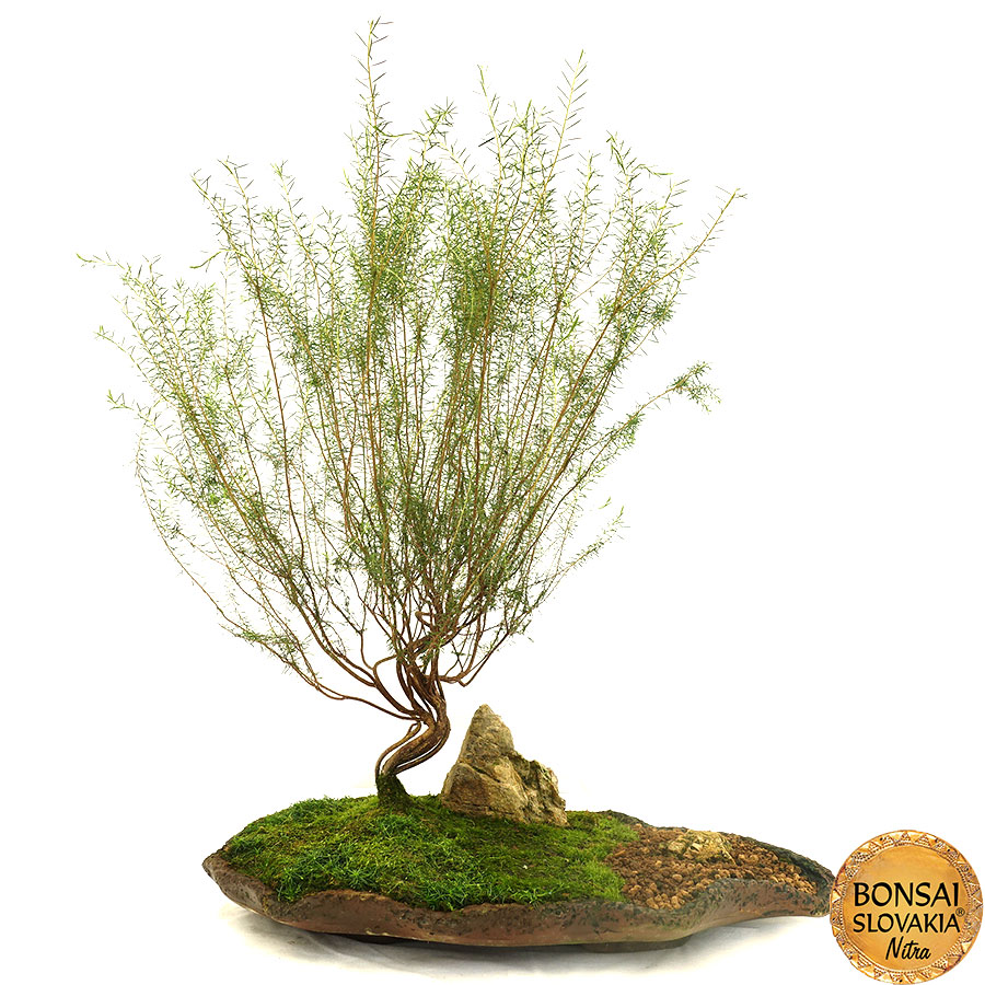 Coleonema 63 cm
