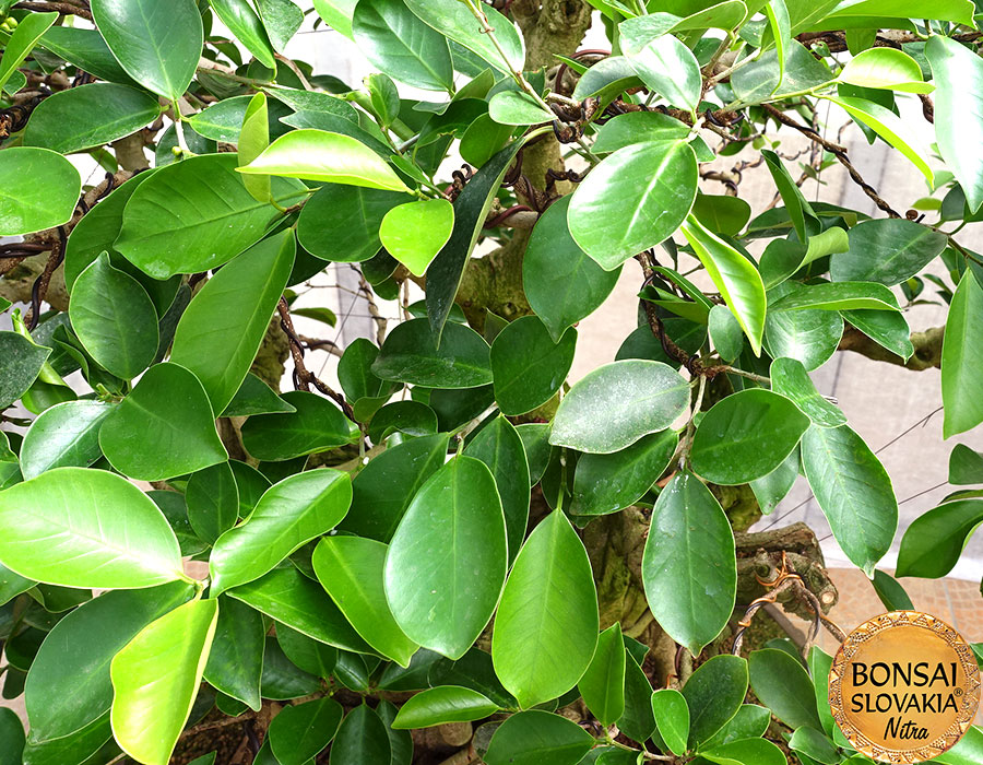  Ficus retusa 170 cm