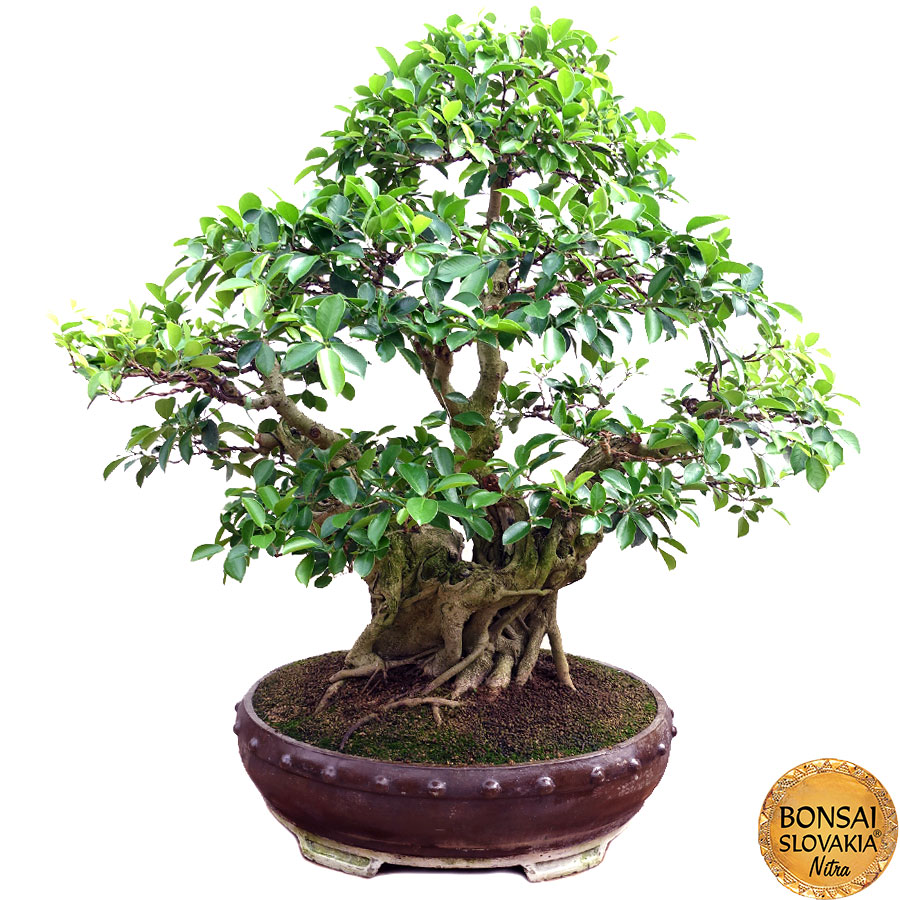  Ficus retusa 170 cm