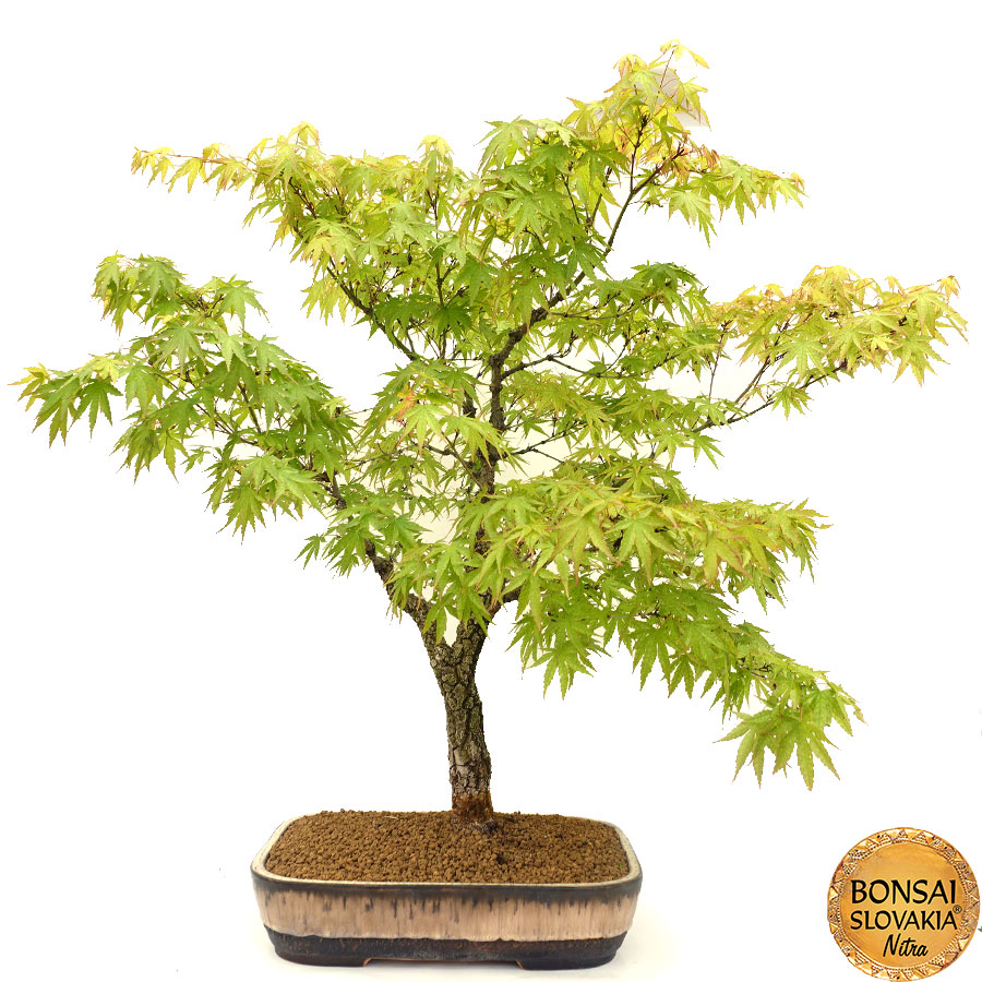 Acer palmatum - javor 91 cm