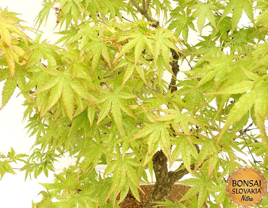 Acer palmatum - javor 91 cm