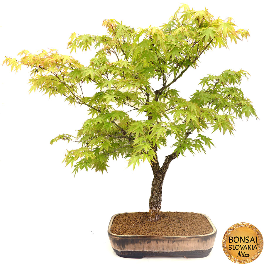 Acer palmatum - javor 91 cm