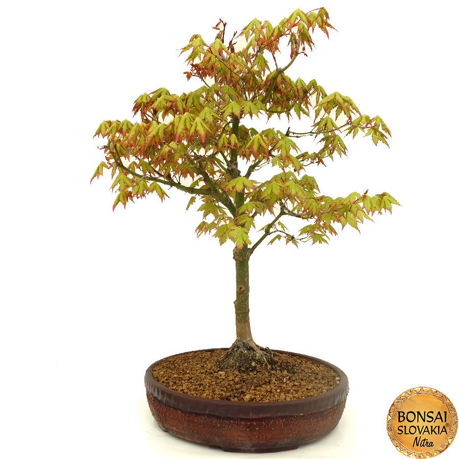 Acer palmatum - javor 60 cm
