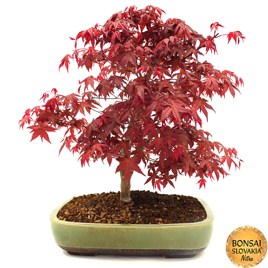 Acer palmatum - javor 41 cm