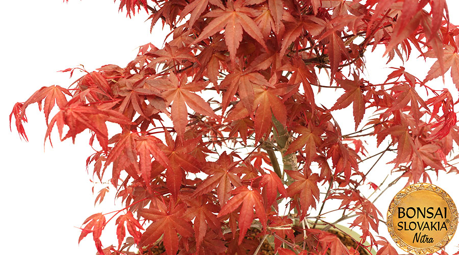Acer palmatum - javor 41 cm