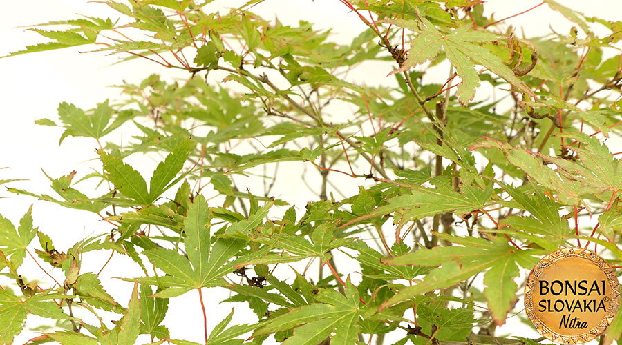 acer-palmatum-80-cm