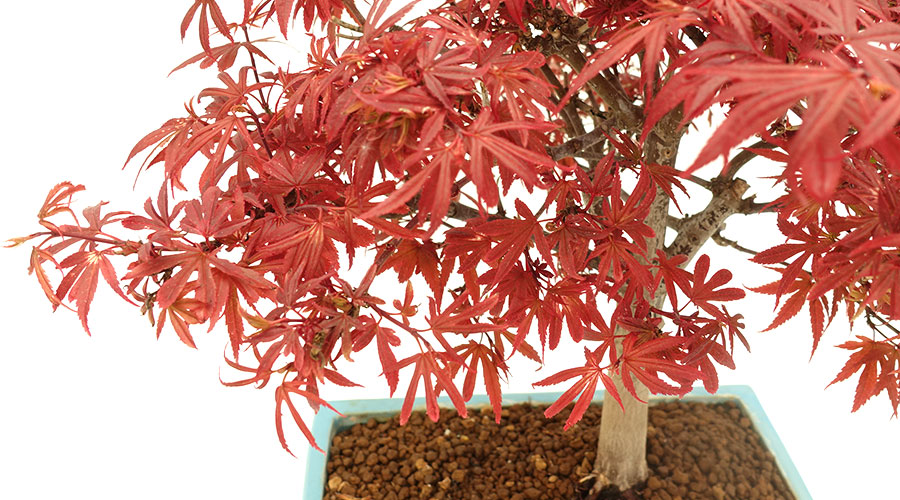 Acer palmatum - javor 50 cm