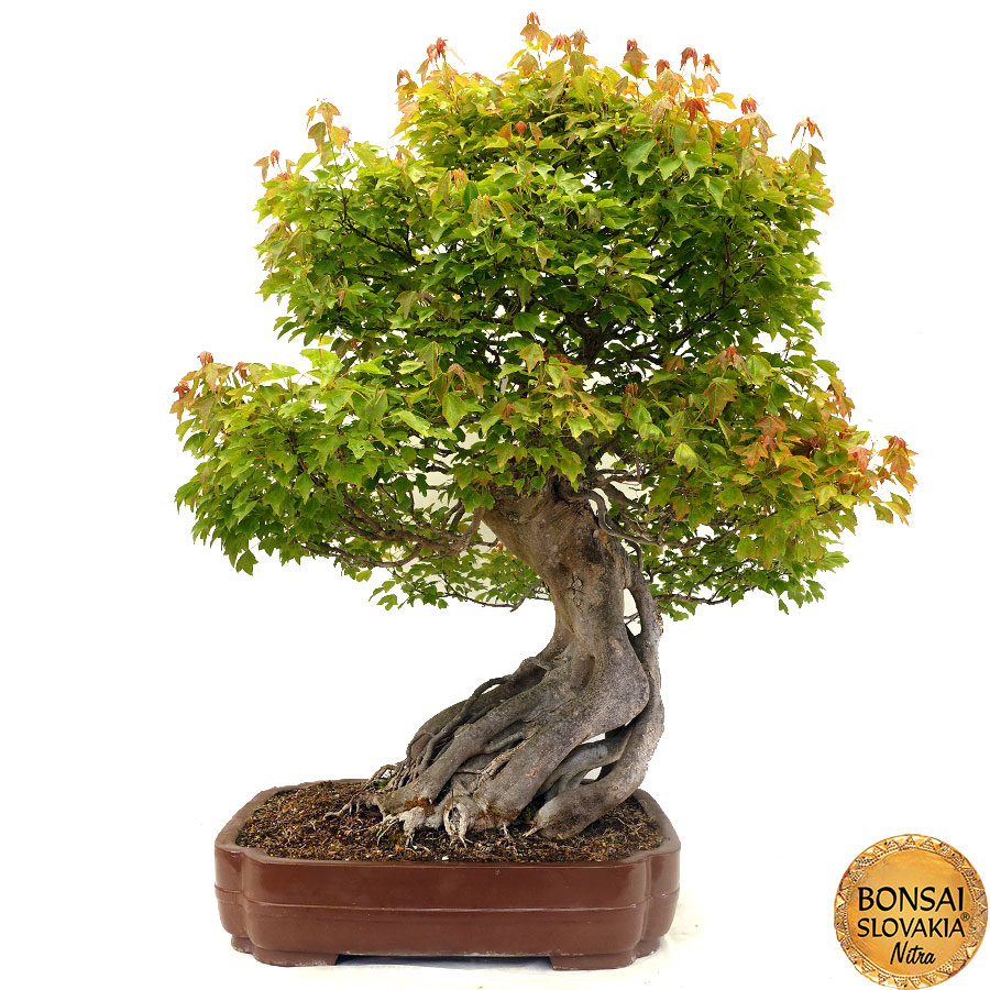 Acer palmatum - javor cca 120  cm