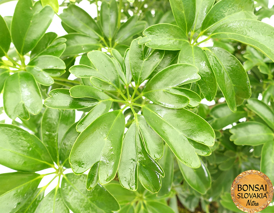 Schefflera - Šeflera 65 cm