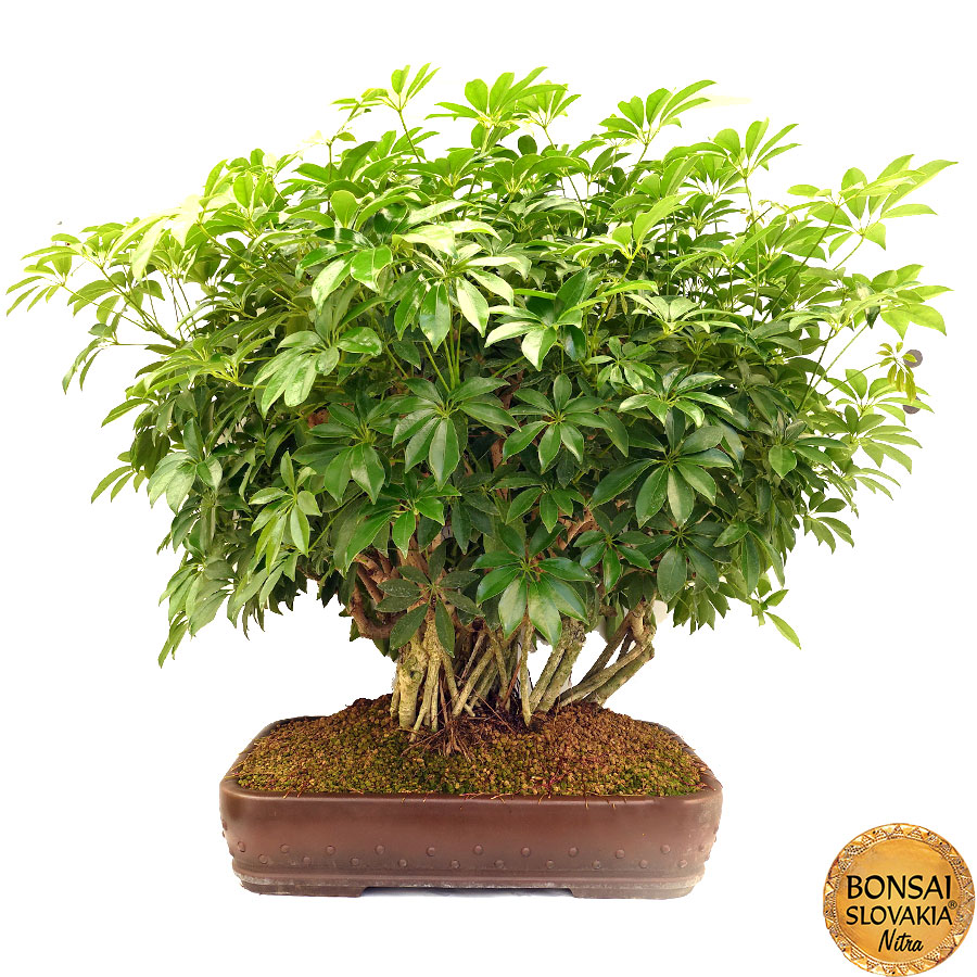 Schefflera - Šeflera 96 cm