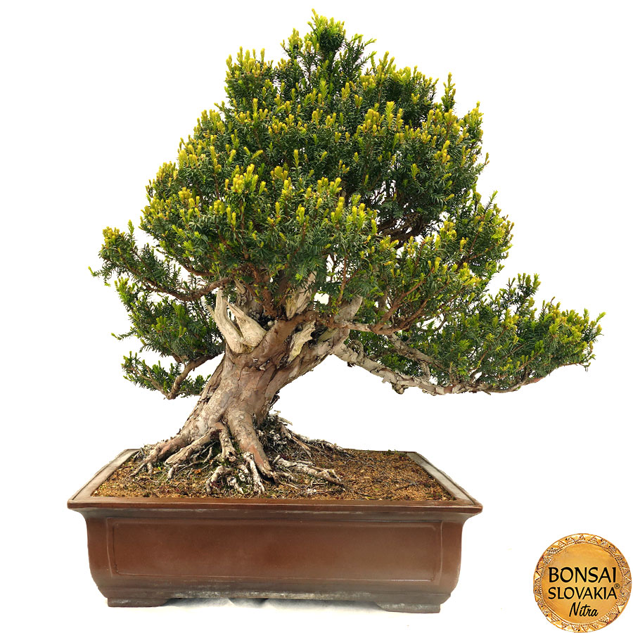 Tis - Taxus 105 cm