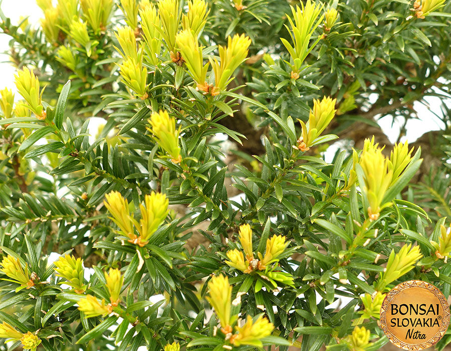 Tis - Taxus 85 cm