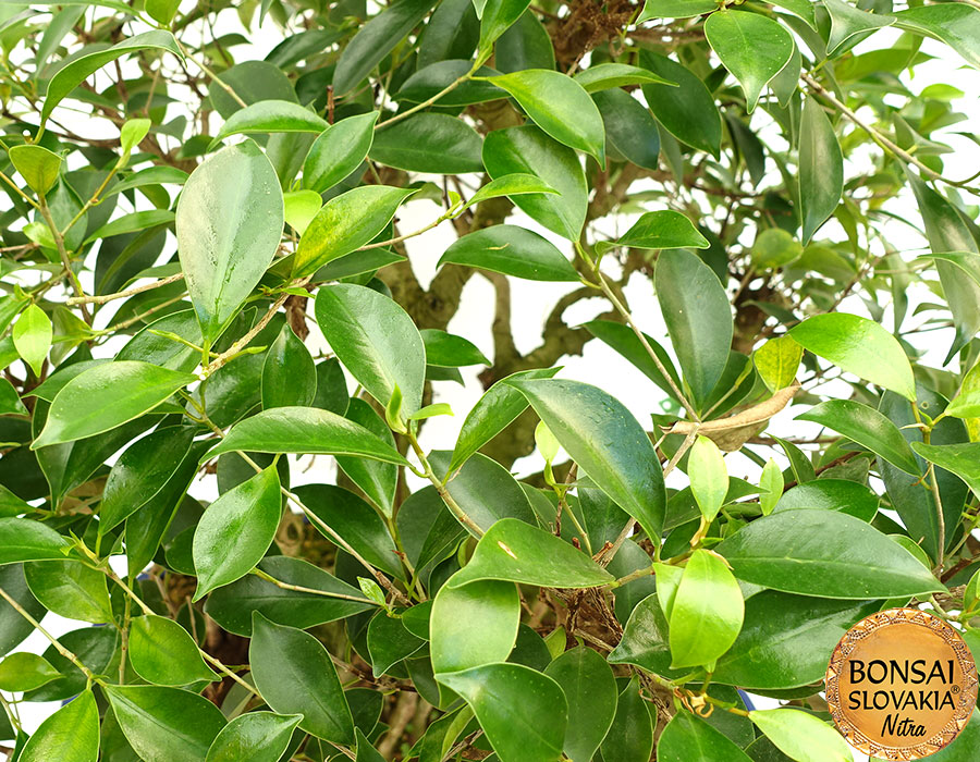 Ficus retusa cca 80 cm