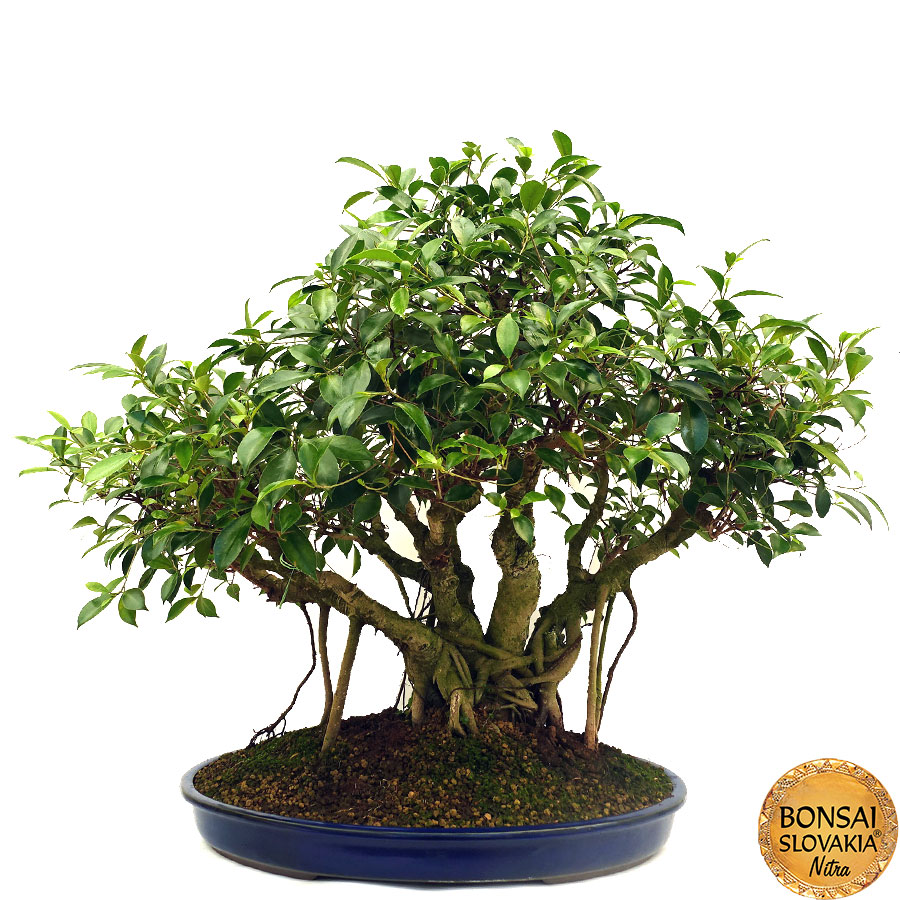 Ficus retusa cca 80 cm