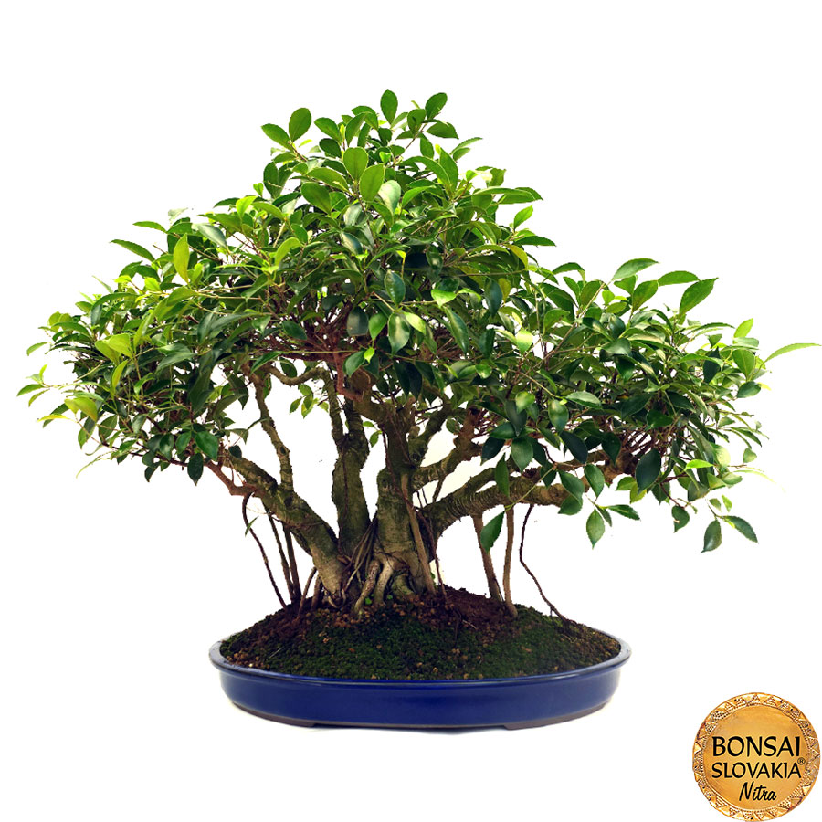 Ficus retusa cca 80 cm