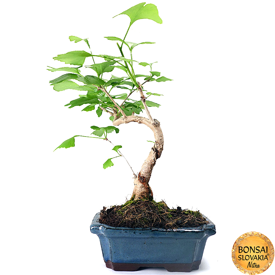 Ginkgo biloba 37 cm